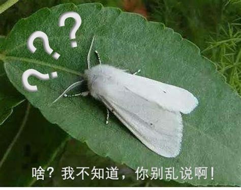 飛蛾撲火原因|飛蛾為什麼會撲火？